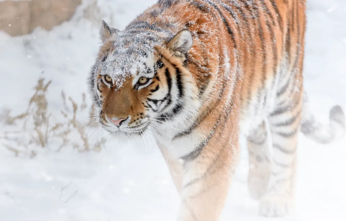 Фото обои зима, снег, полоски, тигр, хищник, грация