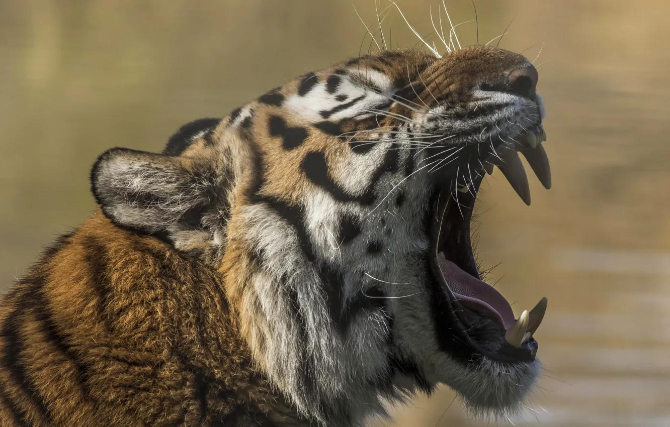 Фото обои морда, тигр, хищник, пасть, клыки, зверь, дикая кошка, зубки