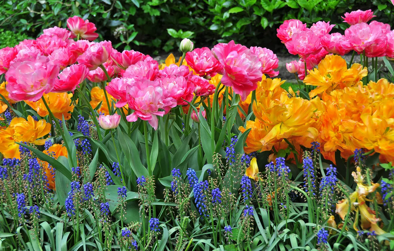 Фото обои цветы, фото, тюльпаны, много, люпин
