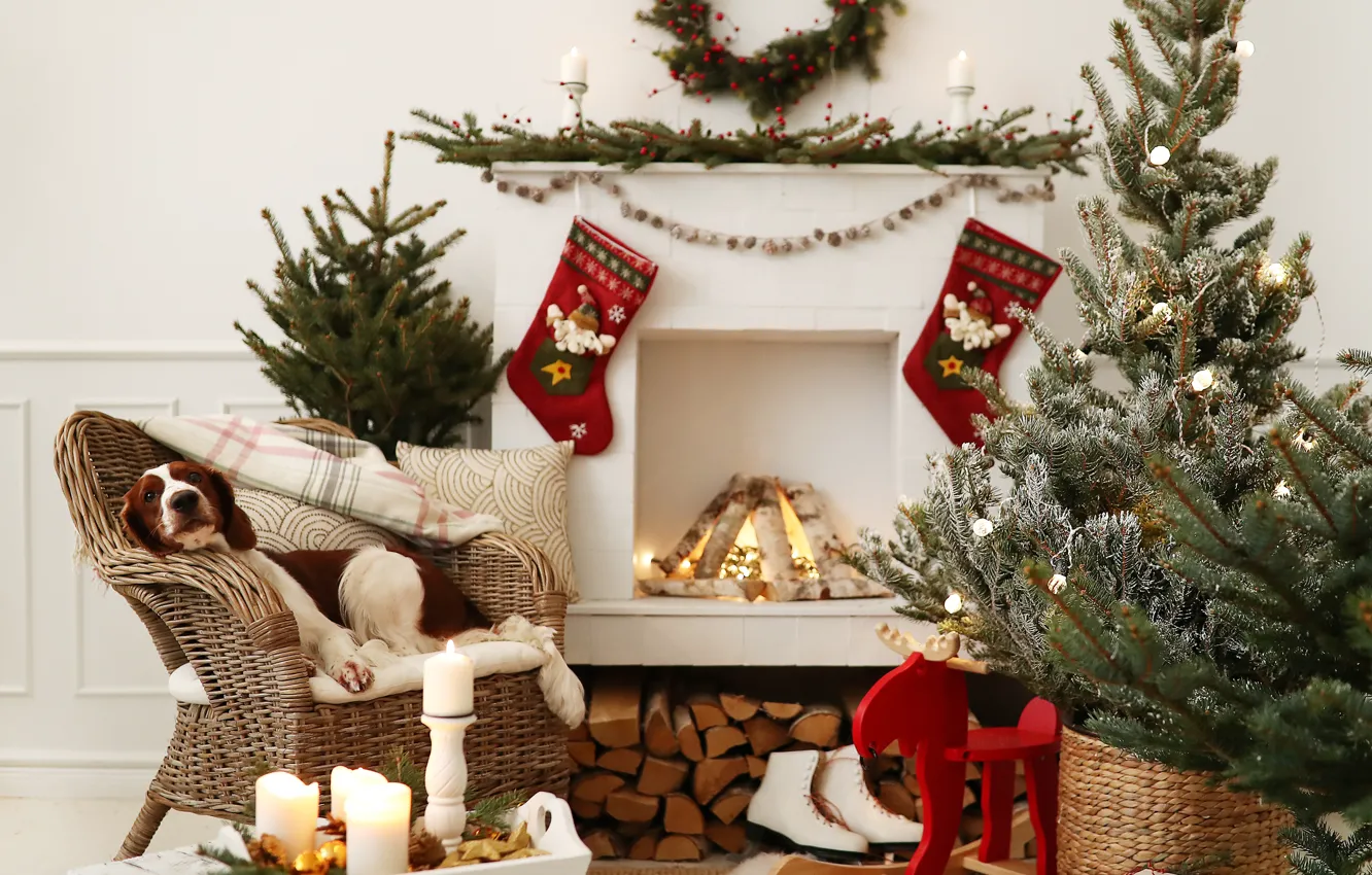Фото обои украшения, шары, елка, собака, Рождество, подарки, Новый год, снеговик