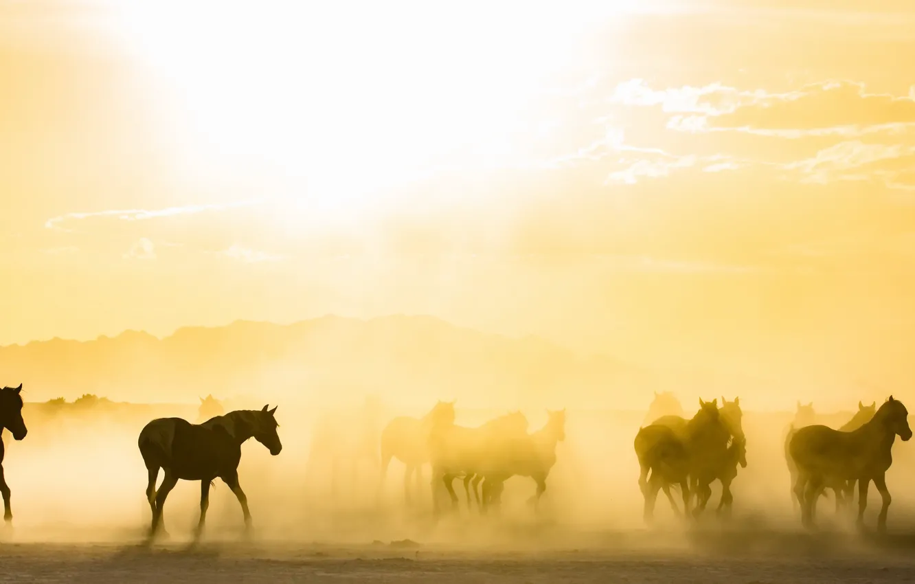 Фото обои туман, кони, утро