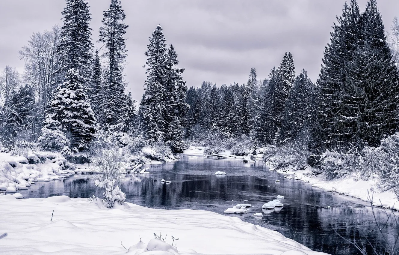 Фото обои Зима, Лес, Оружие