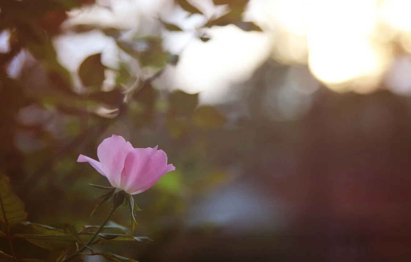 Фото обои цветок, лепестки, розовые, боке