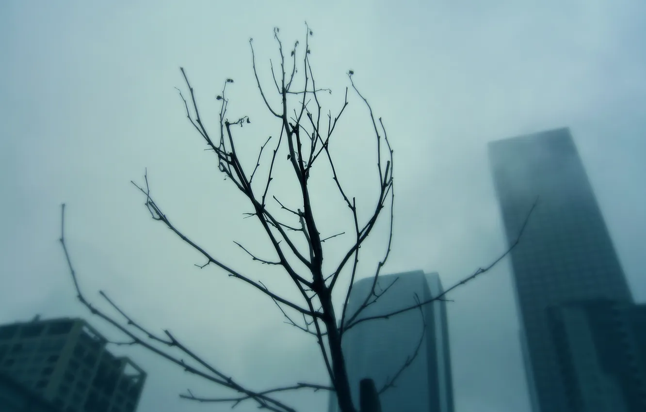 Фото обои город, туман, дерево, ветка, небоскребы