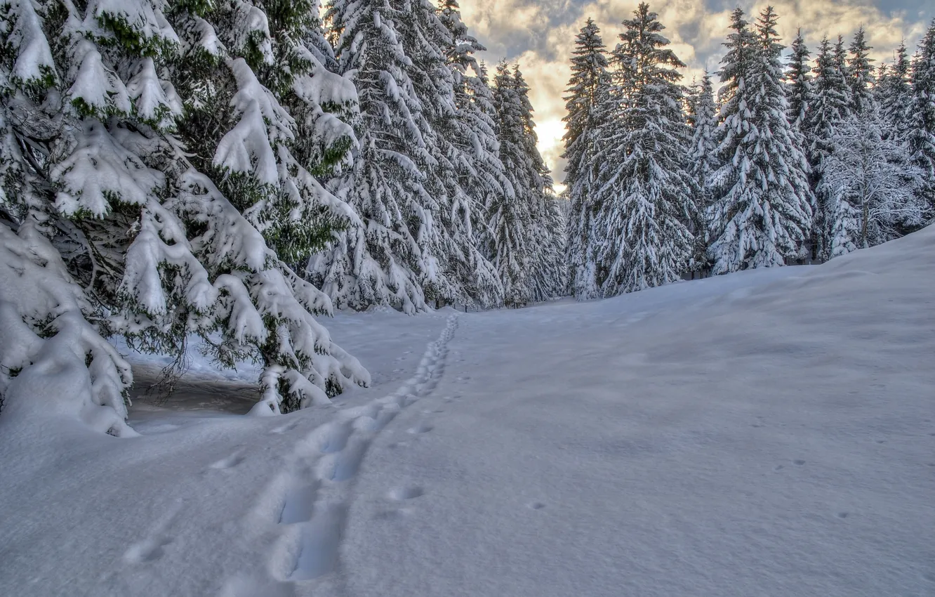 Фото обои зима, лес, облака, снег, следы, ёлки