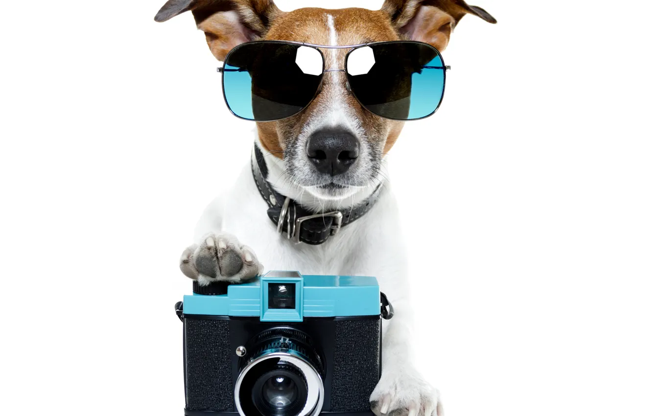 Фото обои собака, очки, фотоаппарат, dog, glasses, phone, Джек-рассел-терьер