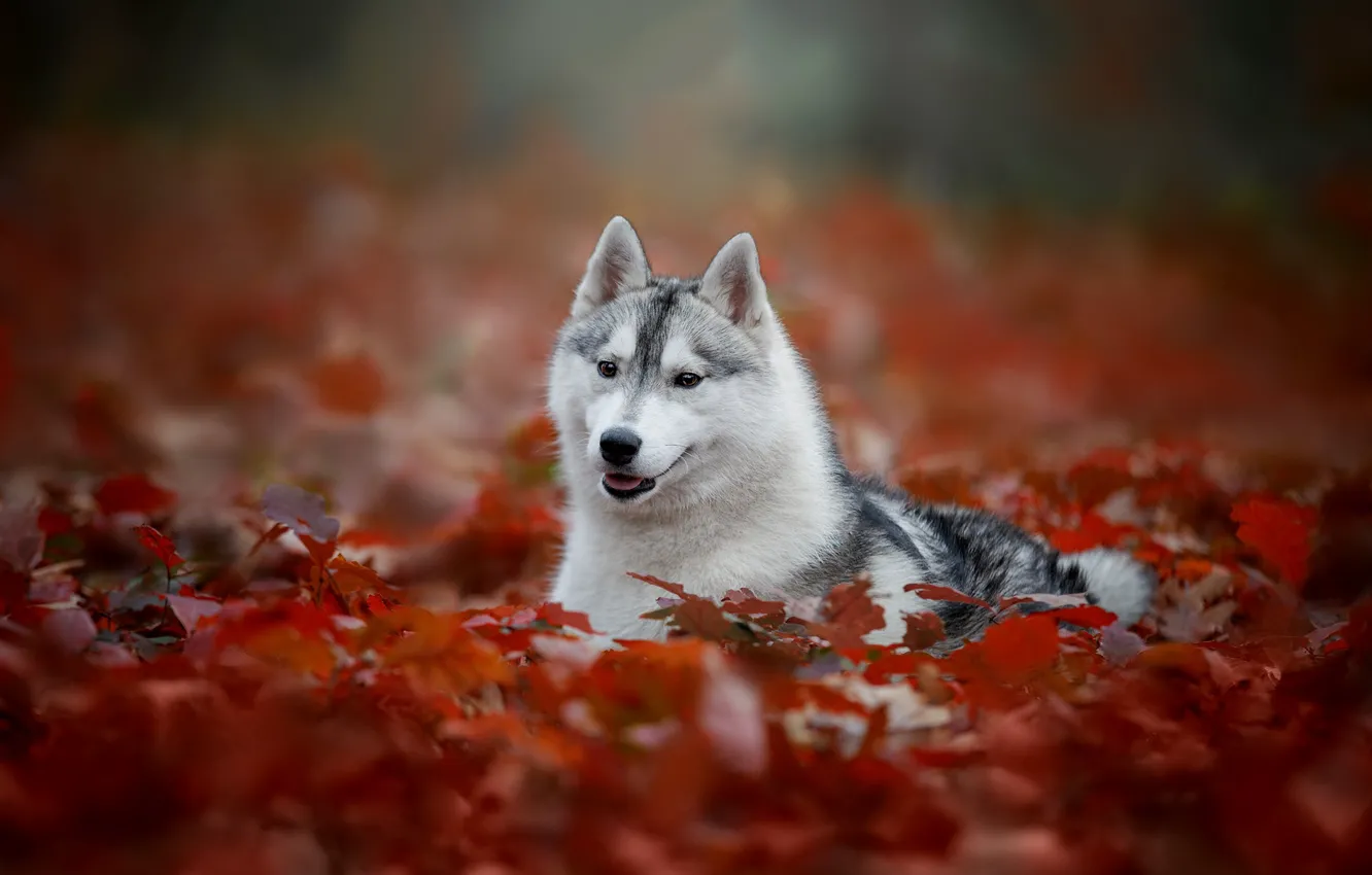 Фото обои осень, портрет, собака, боке, Хаски