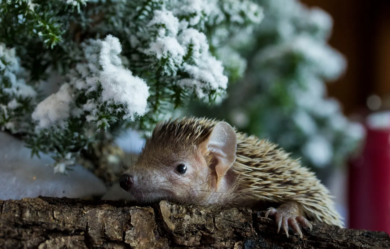 Фото обои малыш, ёжик, кроха