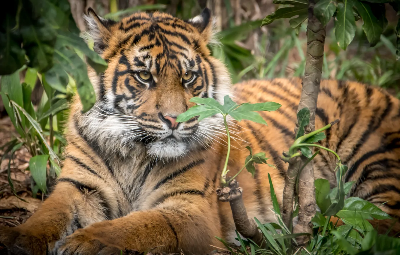 Фото обои тигр, детеныш, суматранский тигр, большой кот