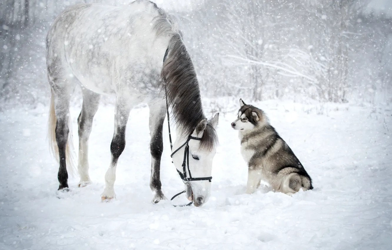 Фото обои зима, снег, лошадь, хаски