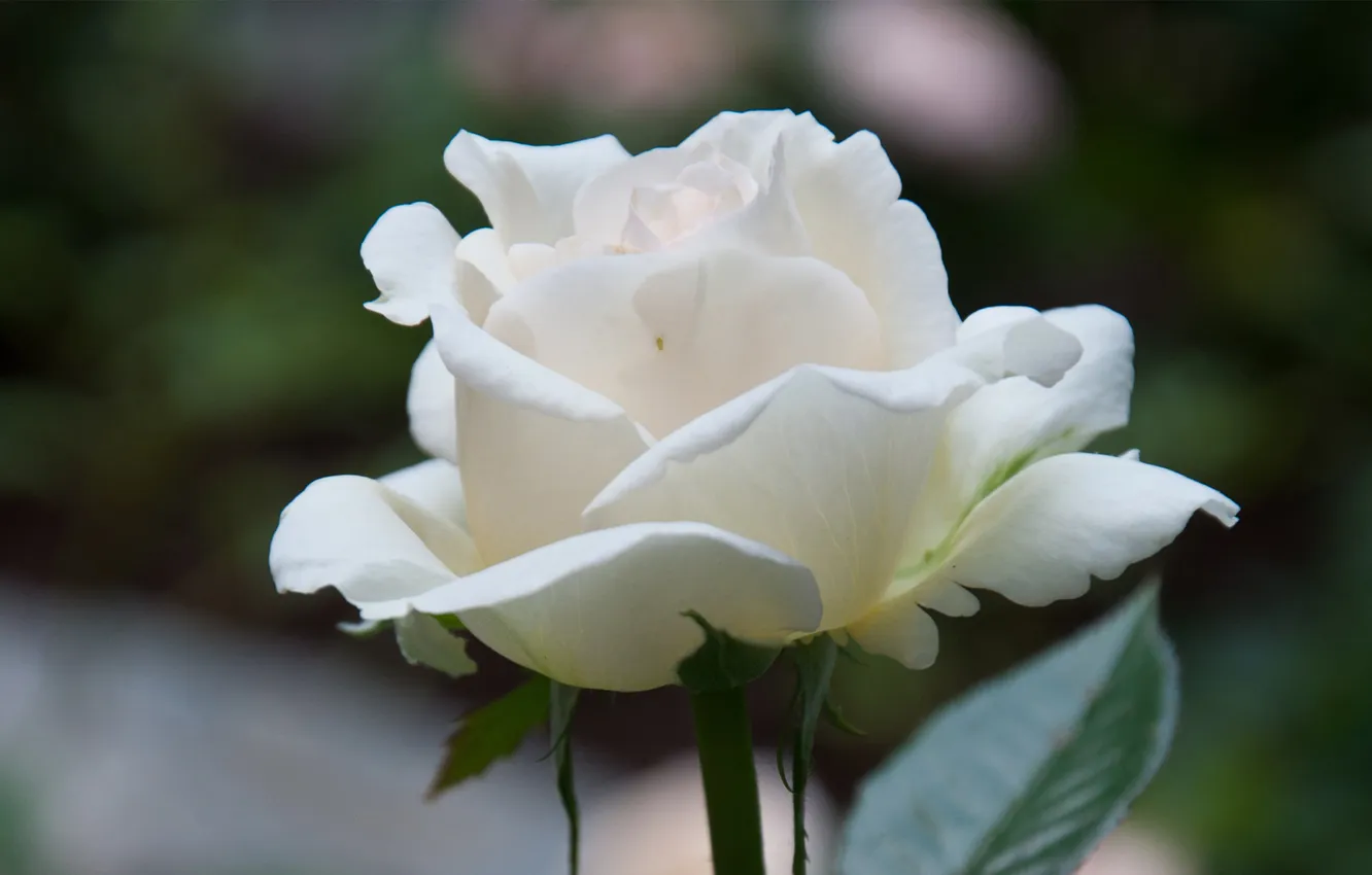 Фото обои цветок, макро, роза, белая