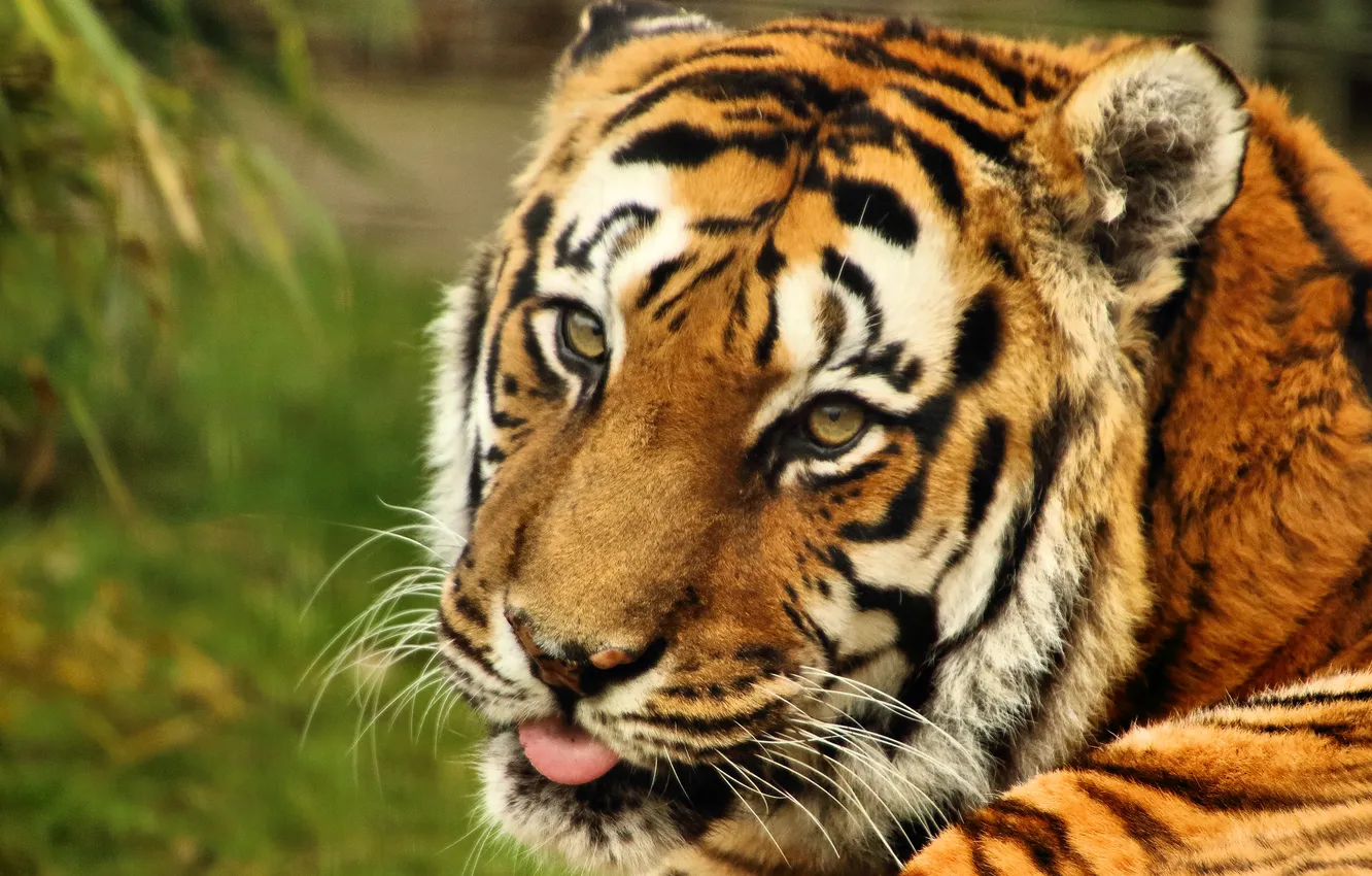 Фото обои язык, взгляд, тигр, хищник