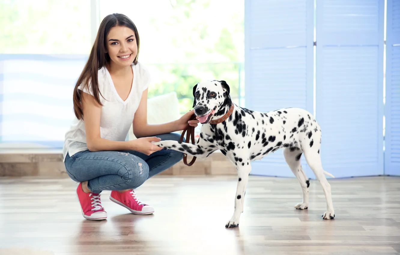 Фото обои собака, далматин, dog, dalmatian