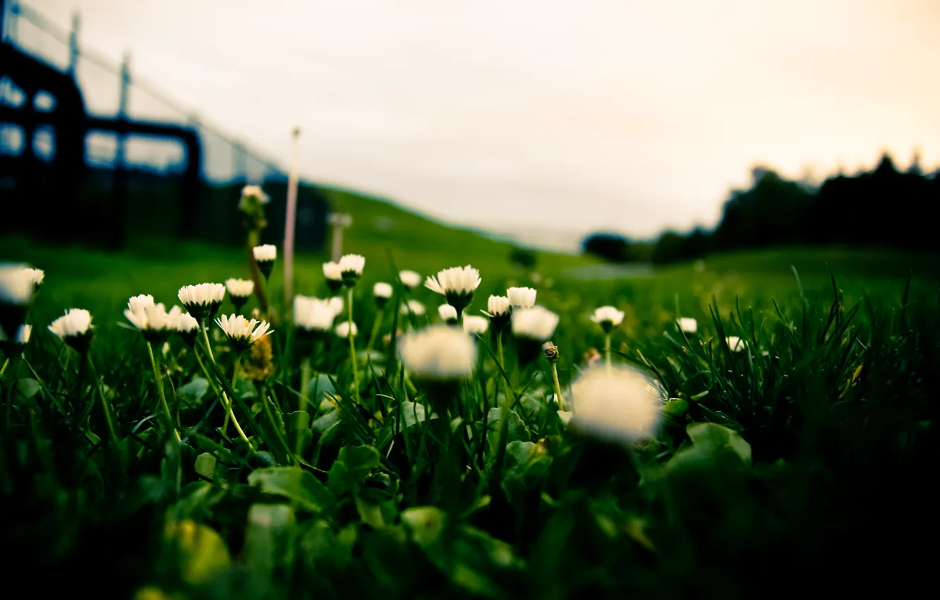 Фото обои трава, газон, белые