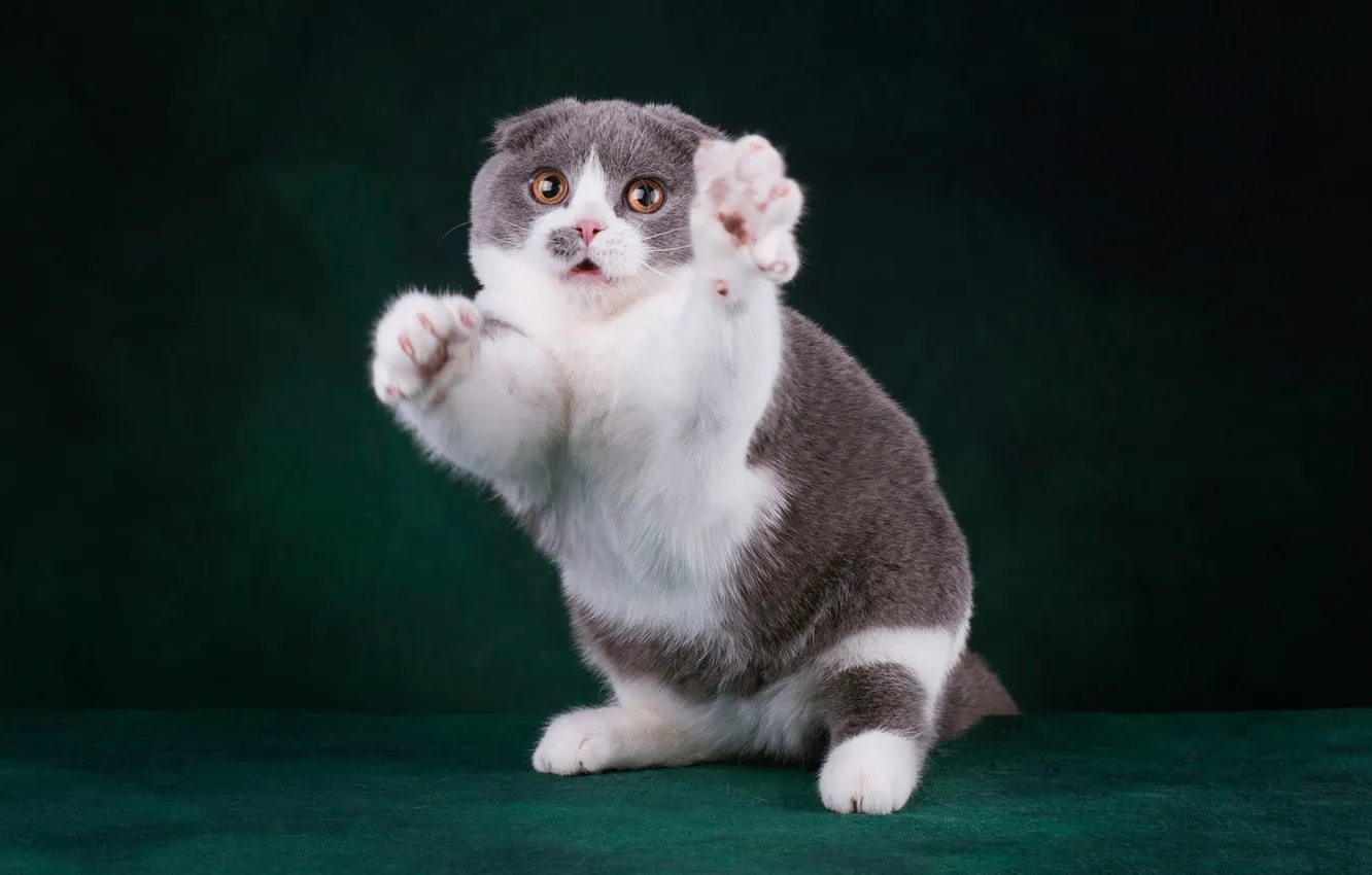 Фото обои кошка, кот, взгляд, морда, поза, темный фон, котенок, лапы
