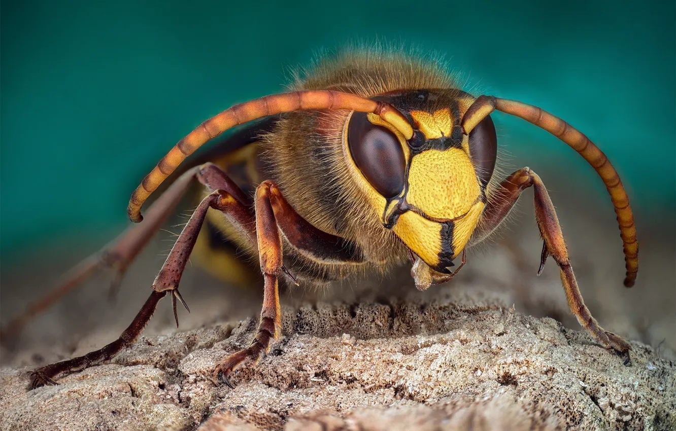 Фото обои макро, фон, насекомое, шершень