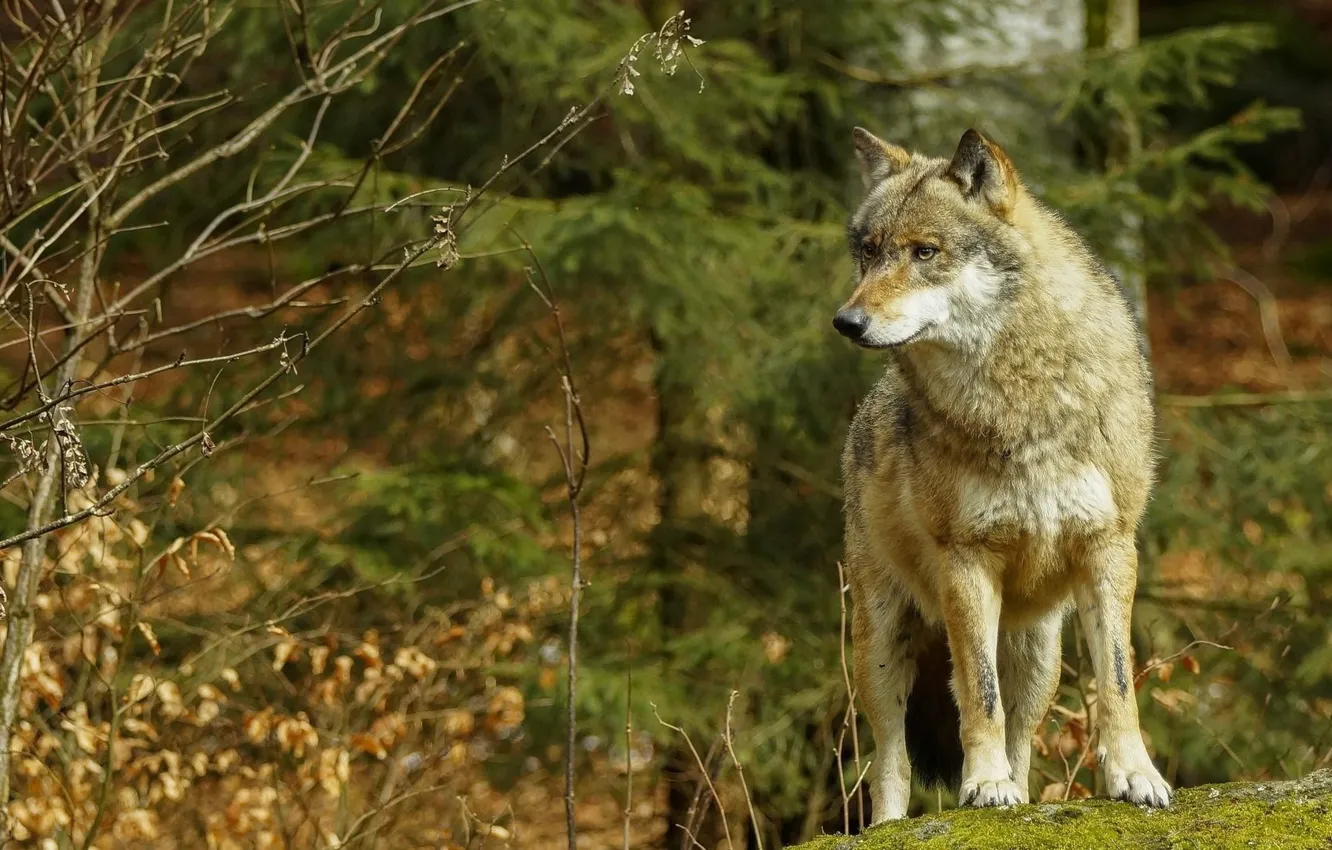 Фото обои волк, nature, predator, animal, wolf, wildlife, Canis lupus, portrait.