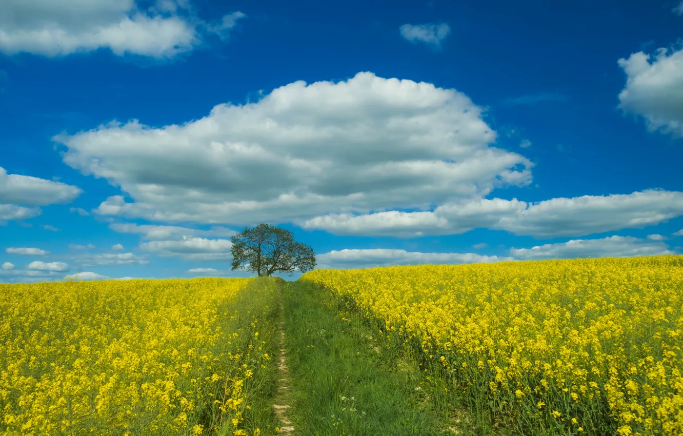 Фото обои поле, лето, небо, трава, облака, деревья, цветы, синий