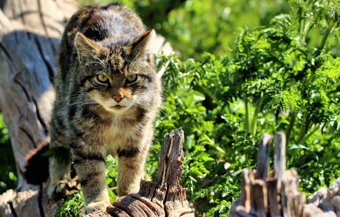 Фото обои взгляд, морда, дикая кошка, Шотландская, The Scottish Wildcat
