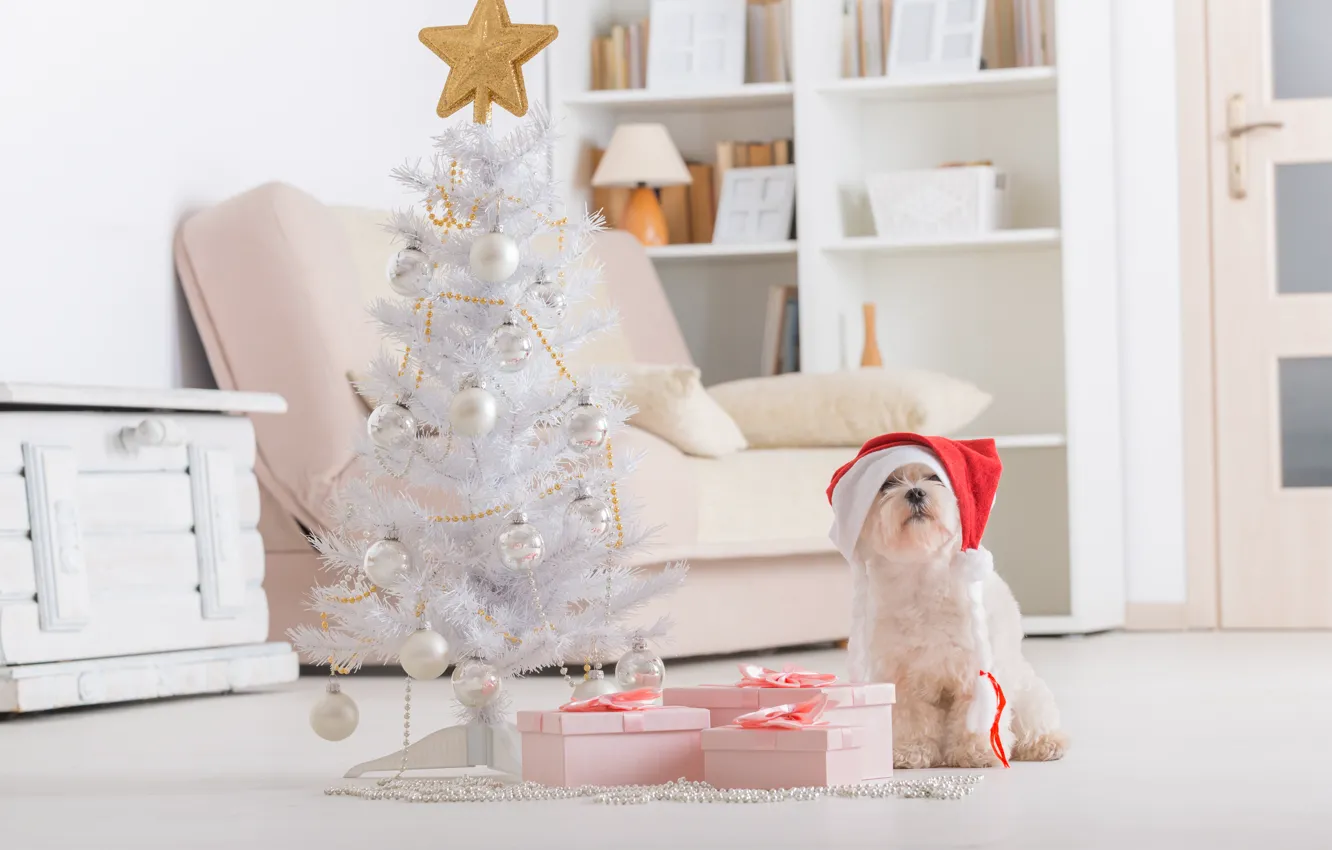 Фото обои праздник, новый год, рождество, собака, christmas, new year