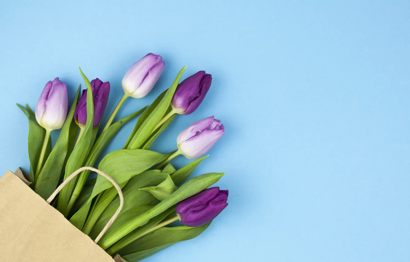 Фото обои цветы, фиолетовые, тюльпаны, flowers, beautiful, голубой фон, tulips, spring