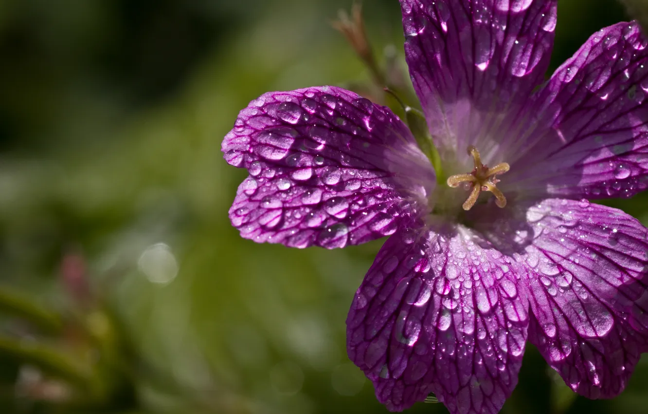 Фото обои капли, Petunia, Петуния