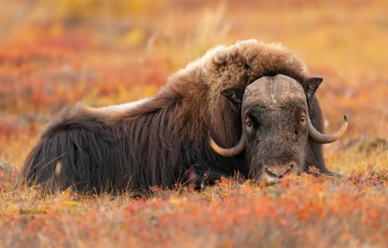 Фото обои природа, фон, Big Male Musk Ox