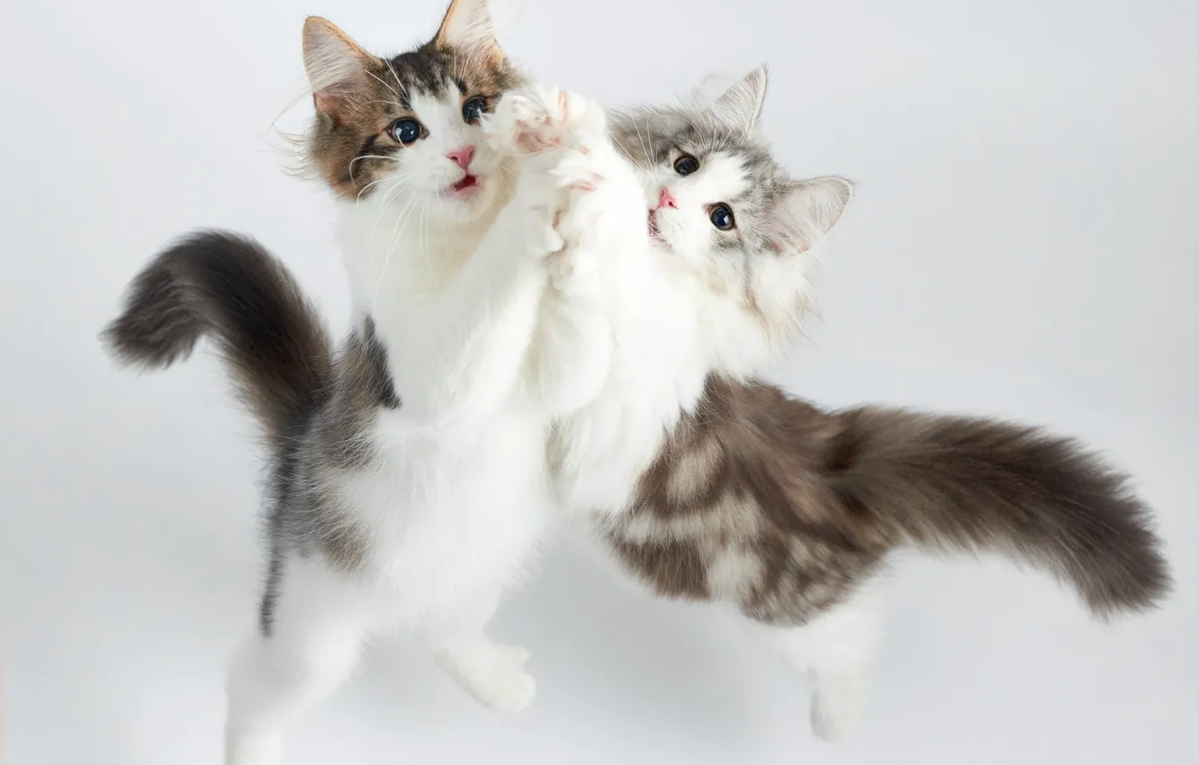 Фото обои коты, танец, котята, двое