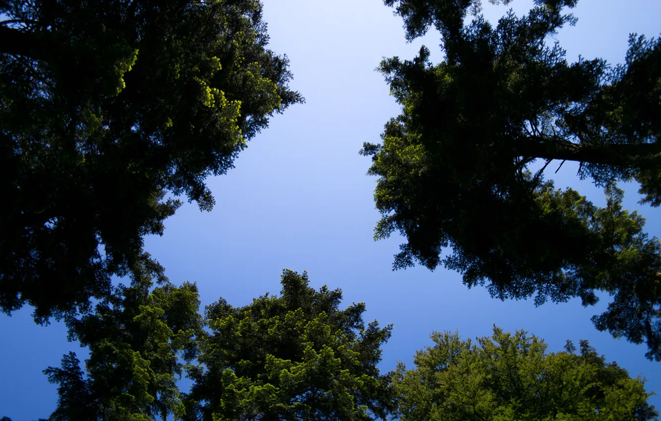 Фото обои Nature, Sky, Summer, Sunshine, Forest, Trees, Woods, Cloudless