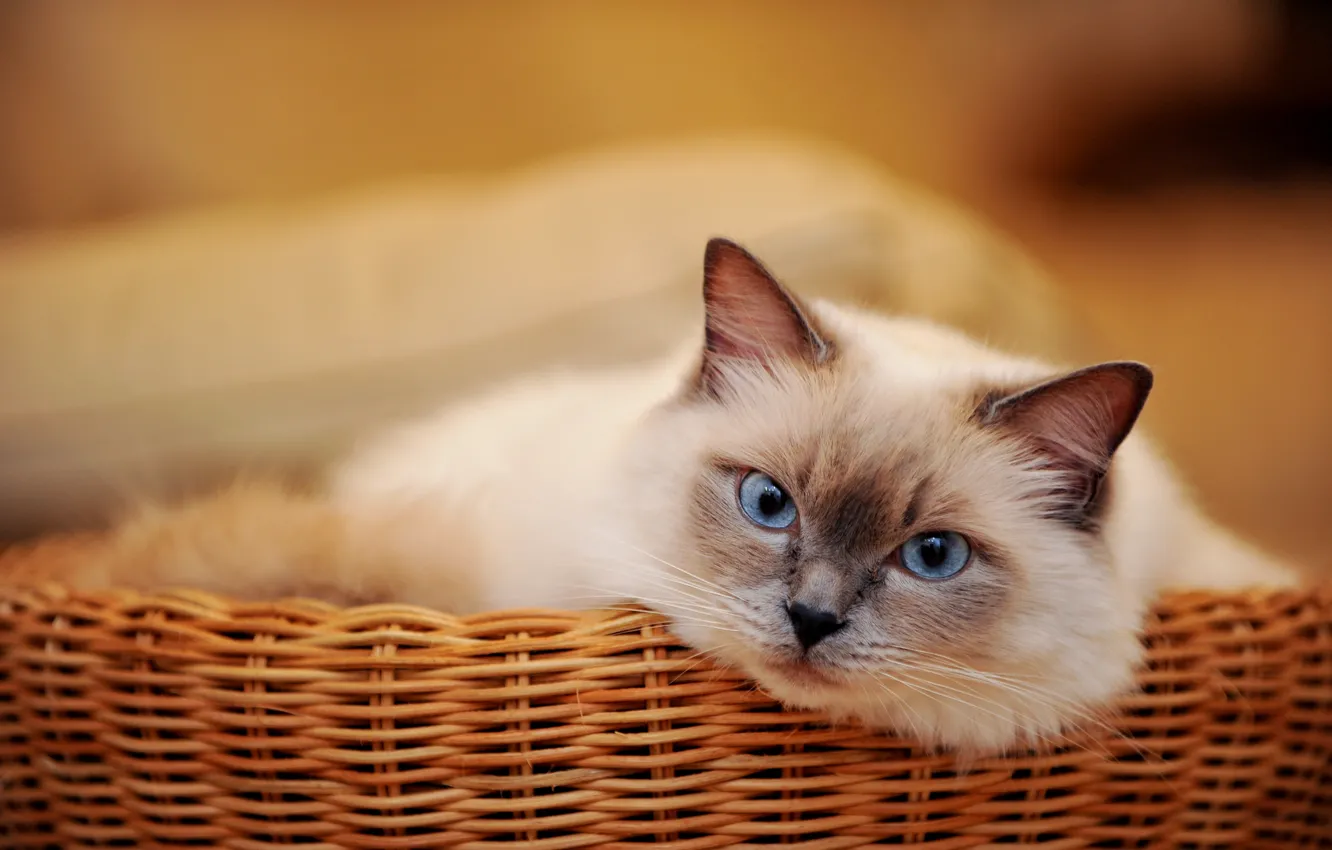 Фото обои кот, животное, cat, animal