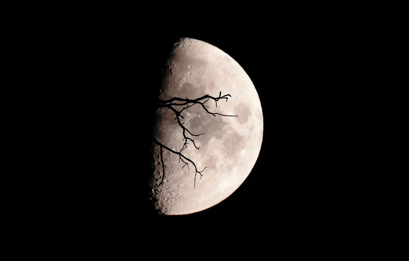 Фото обои moon, nature, darknes