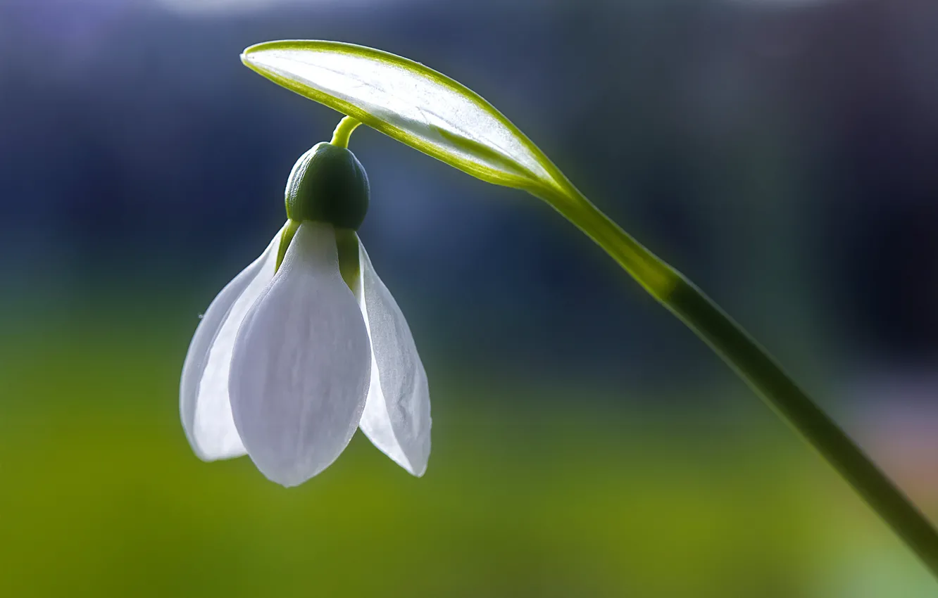 Фото обои белый, цветы, свежесть, чистота, синь, весна, Подснежник, Macro on Monday