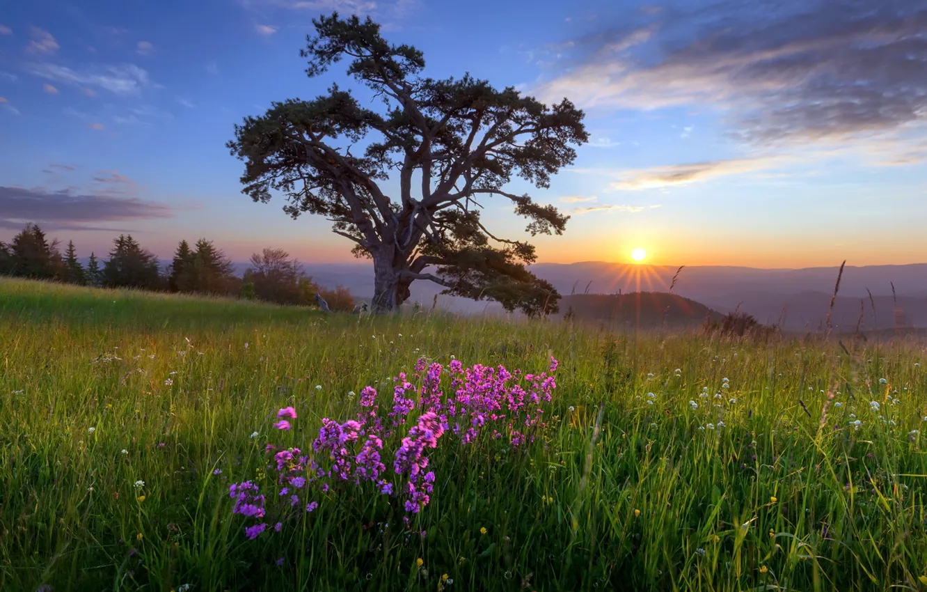 Фото обои поле, лето, цветы