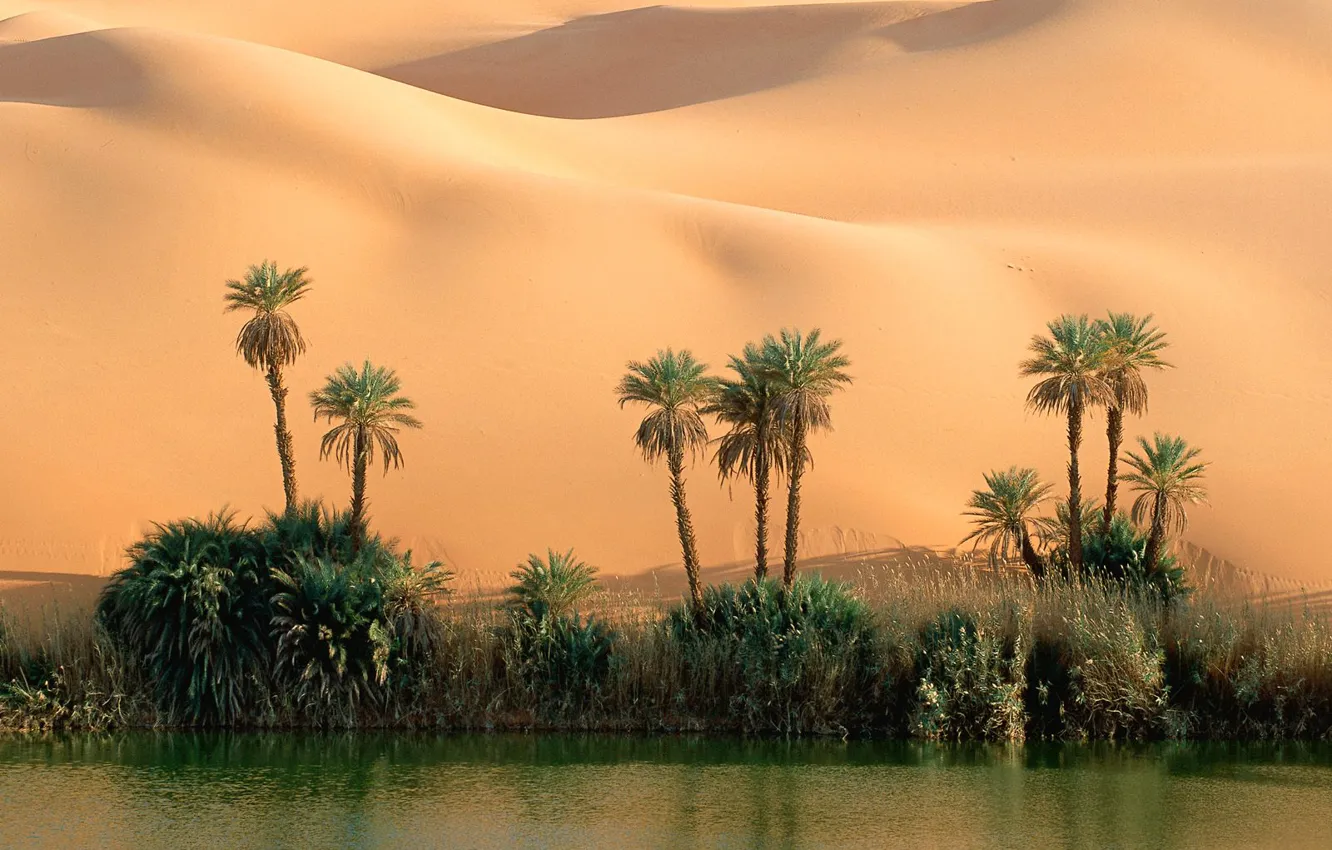 Фото обои песок, вода, пальмы, пустыня