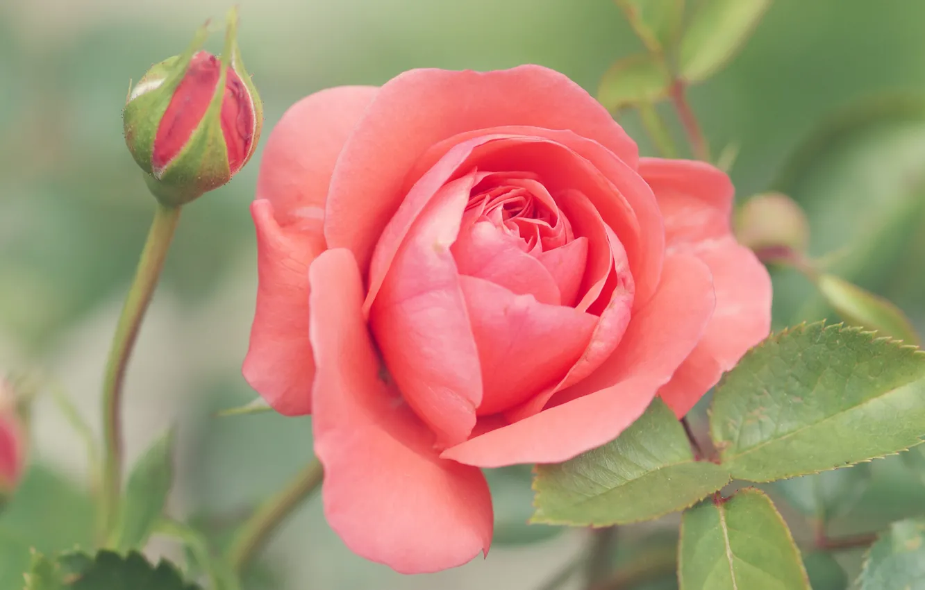 Фото обои цветок, листья, розовая, роза, бутон, лососевая