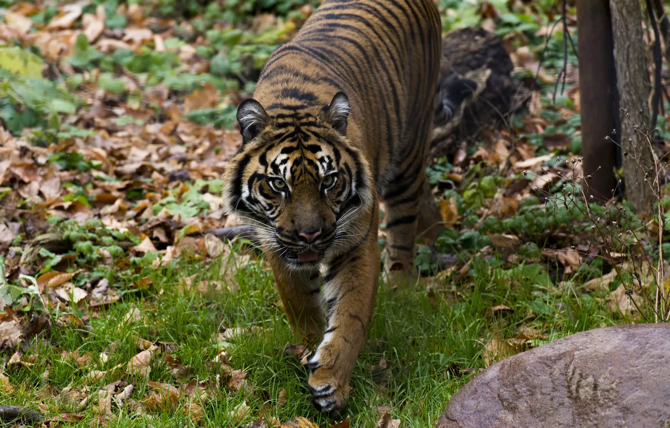 Фото обои осень, морда, тигр, хищник, прогулка, дикая кошка, зоопарк