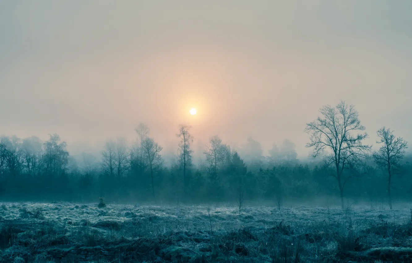 Фото обои пейзаж, туман, утро