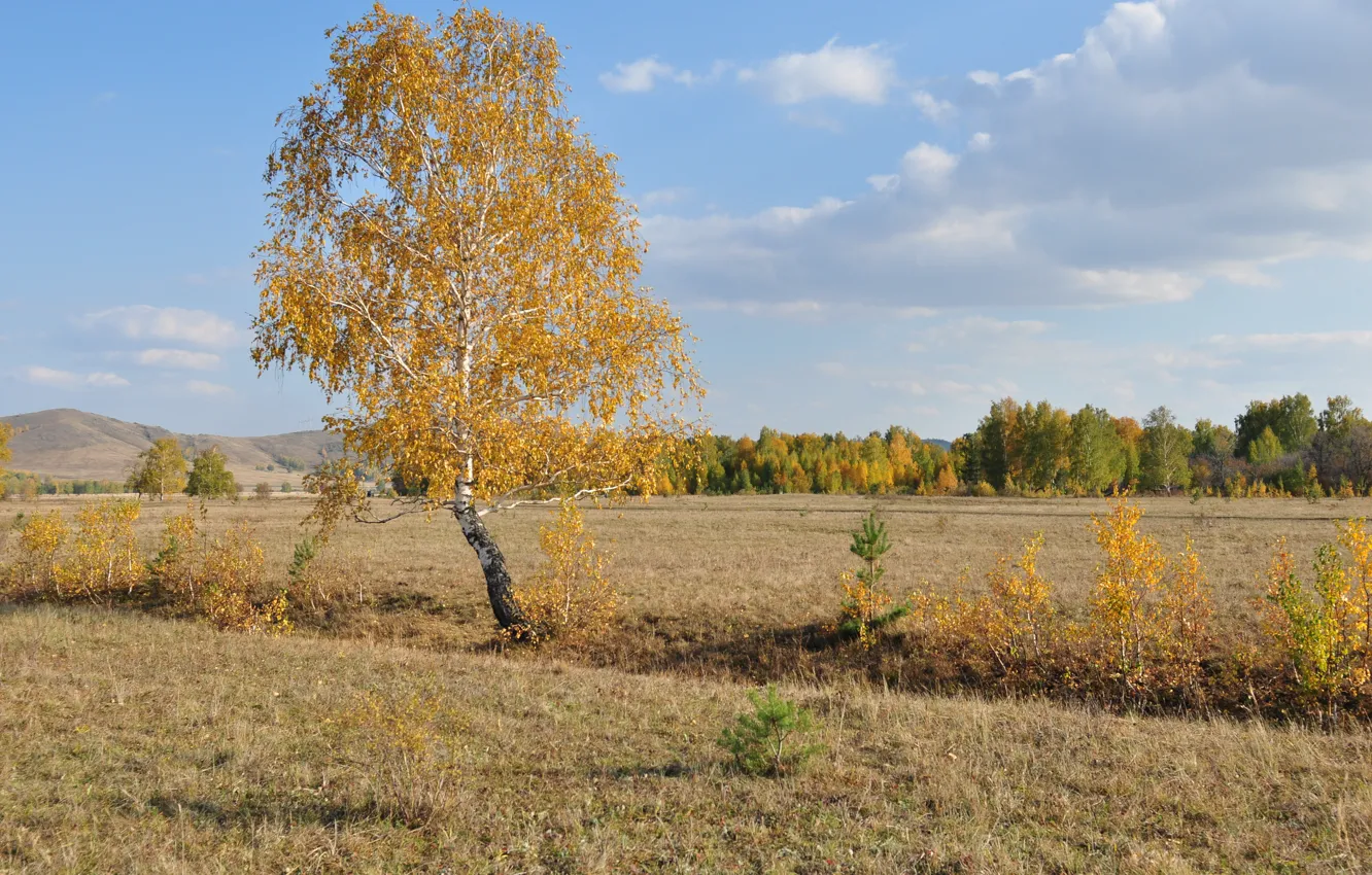 Фото обои поле, осень, небо, трава, береза