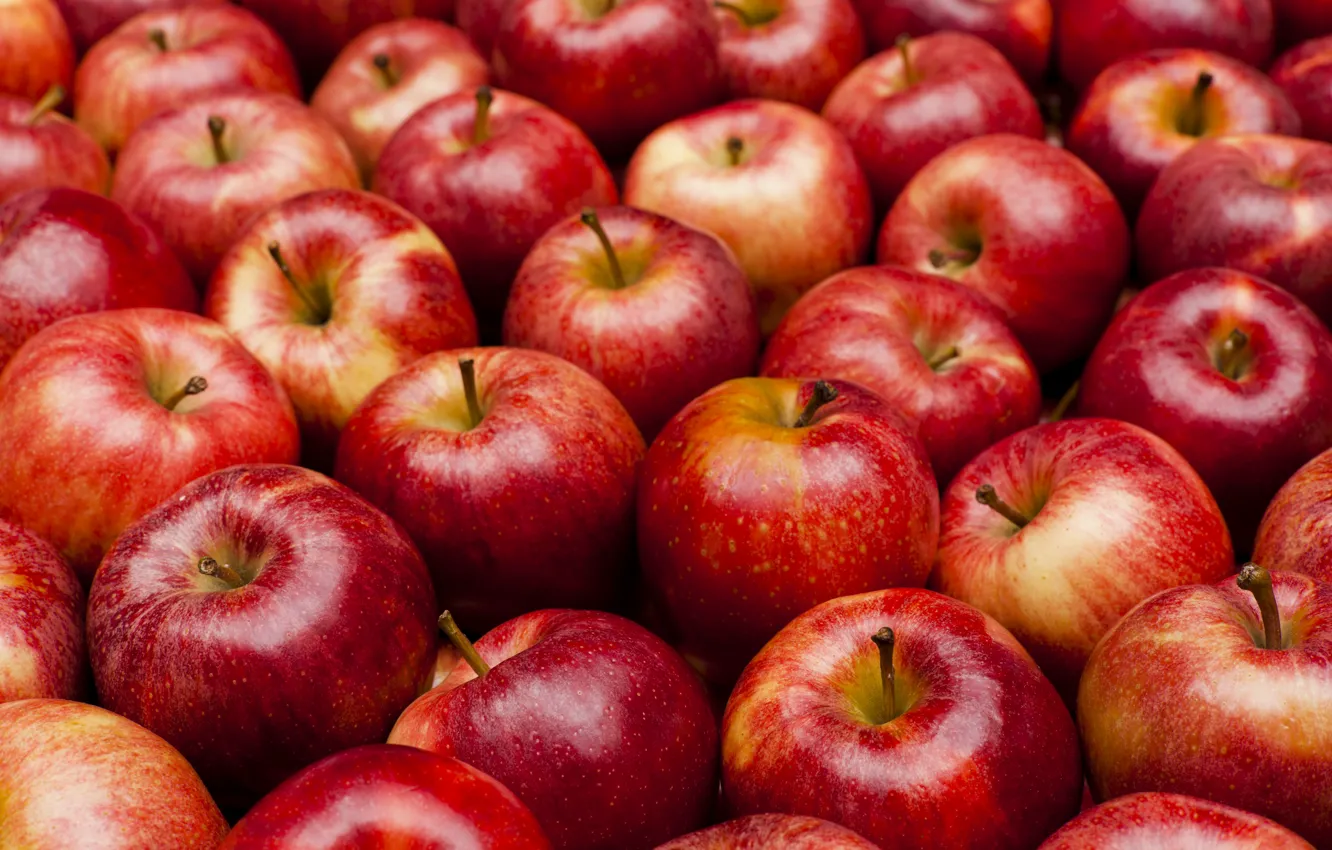Фото обои яблоки, урожай, красные, много