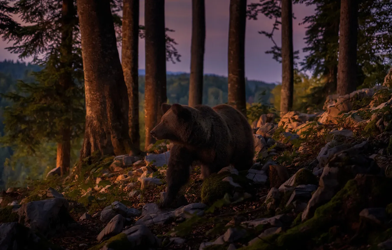 Фото обои лес, закат, природа, камни, вечер, медведь