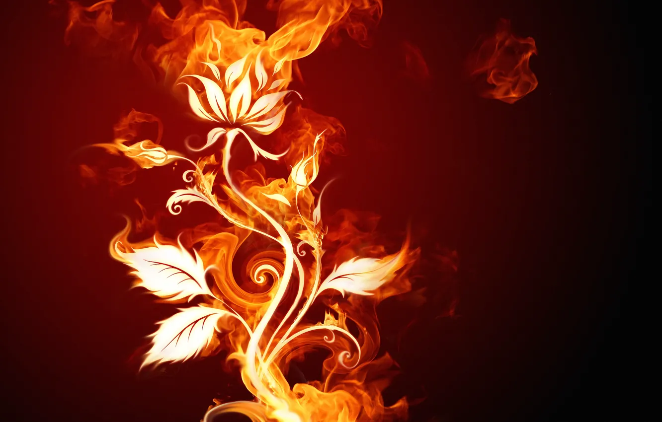 Фото обои цветок, огонь