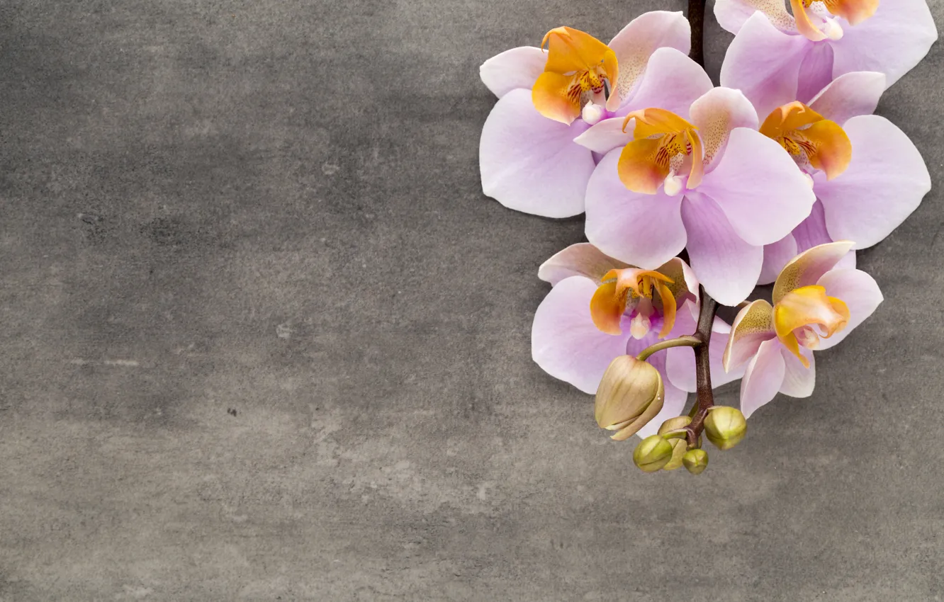 Фото обои орхидея, pink, flowers, orchid