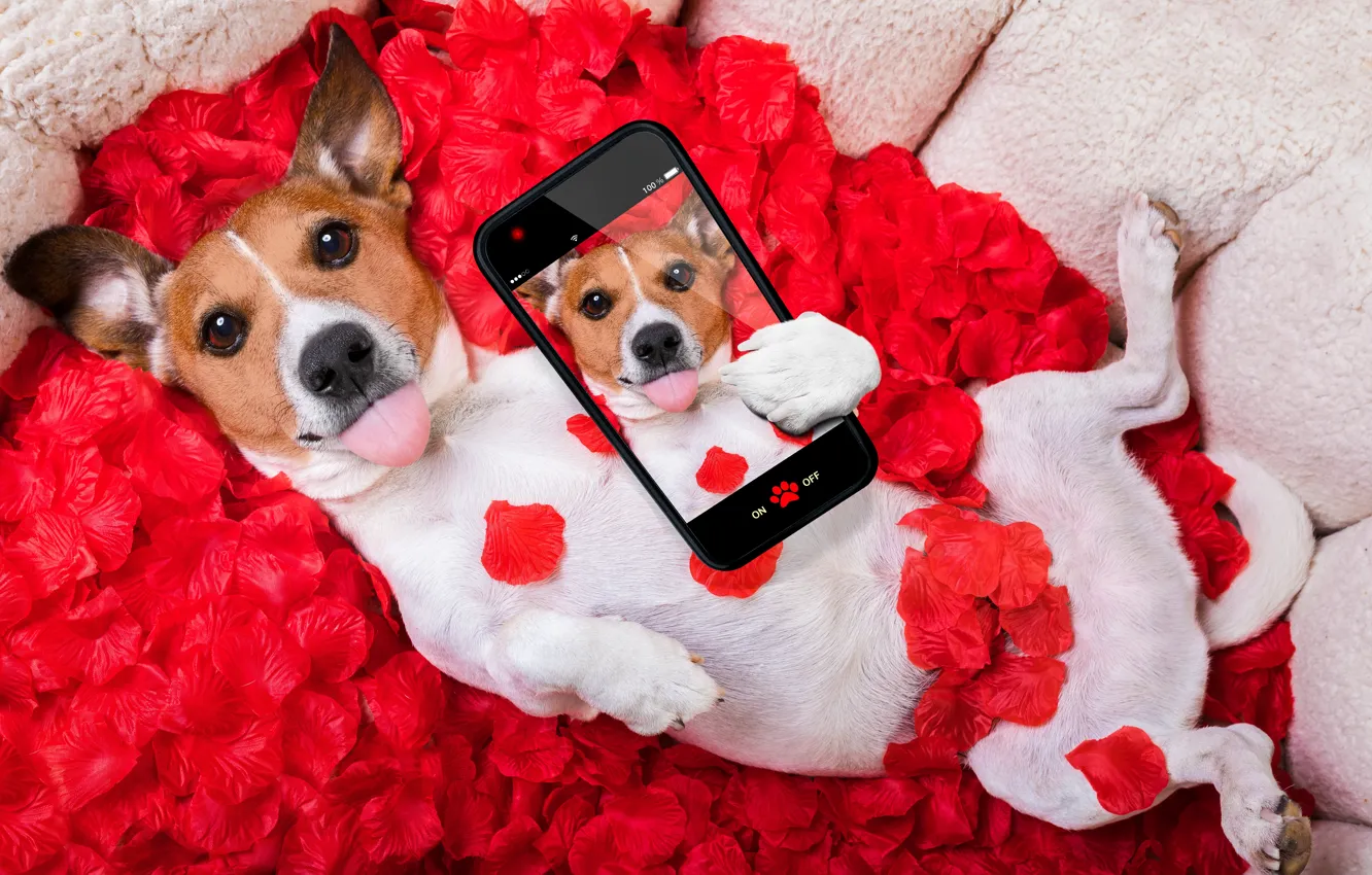 Фото обои собака, лепестки, red, love, rose, красная роза, dog, romantic