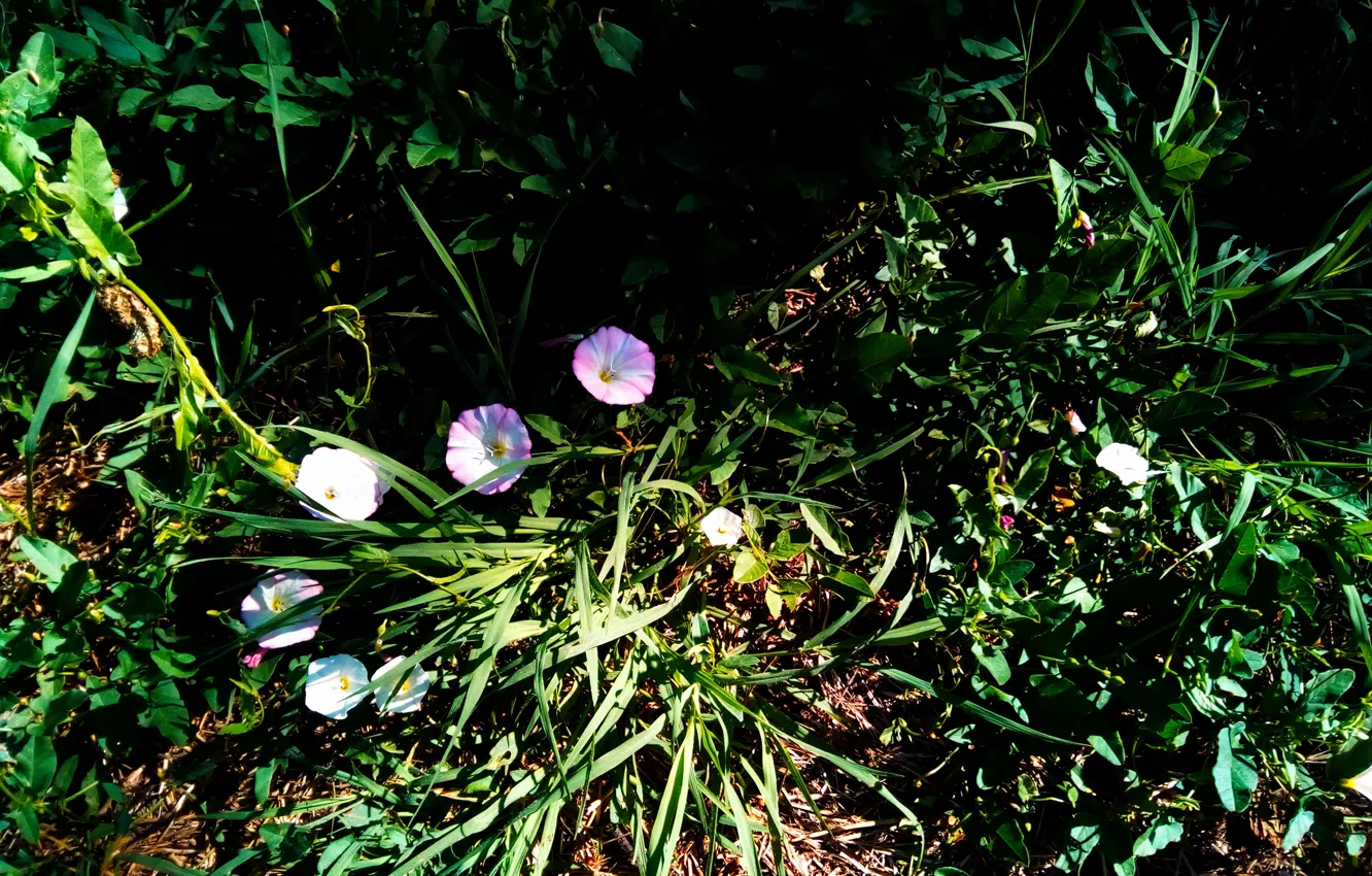 Фото обои Flowers, Summer, Jule