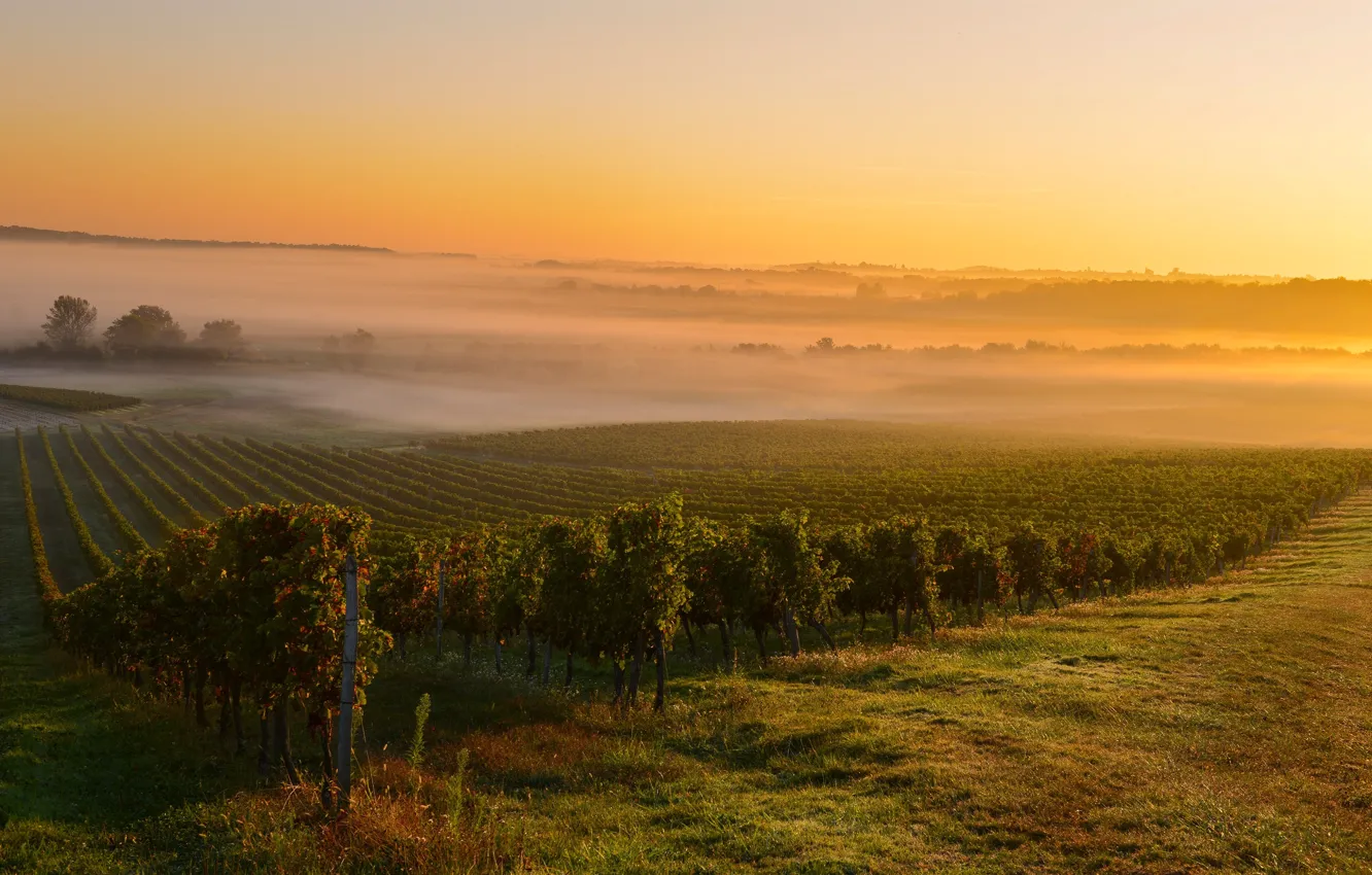 Фото обои Франция, Туман, France, Mist, Bordeaux, Бордо, Восход солнца на винограднике, Sunrise at a vineyard