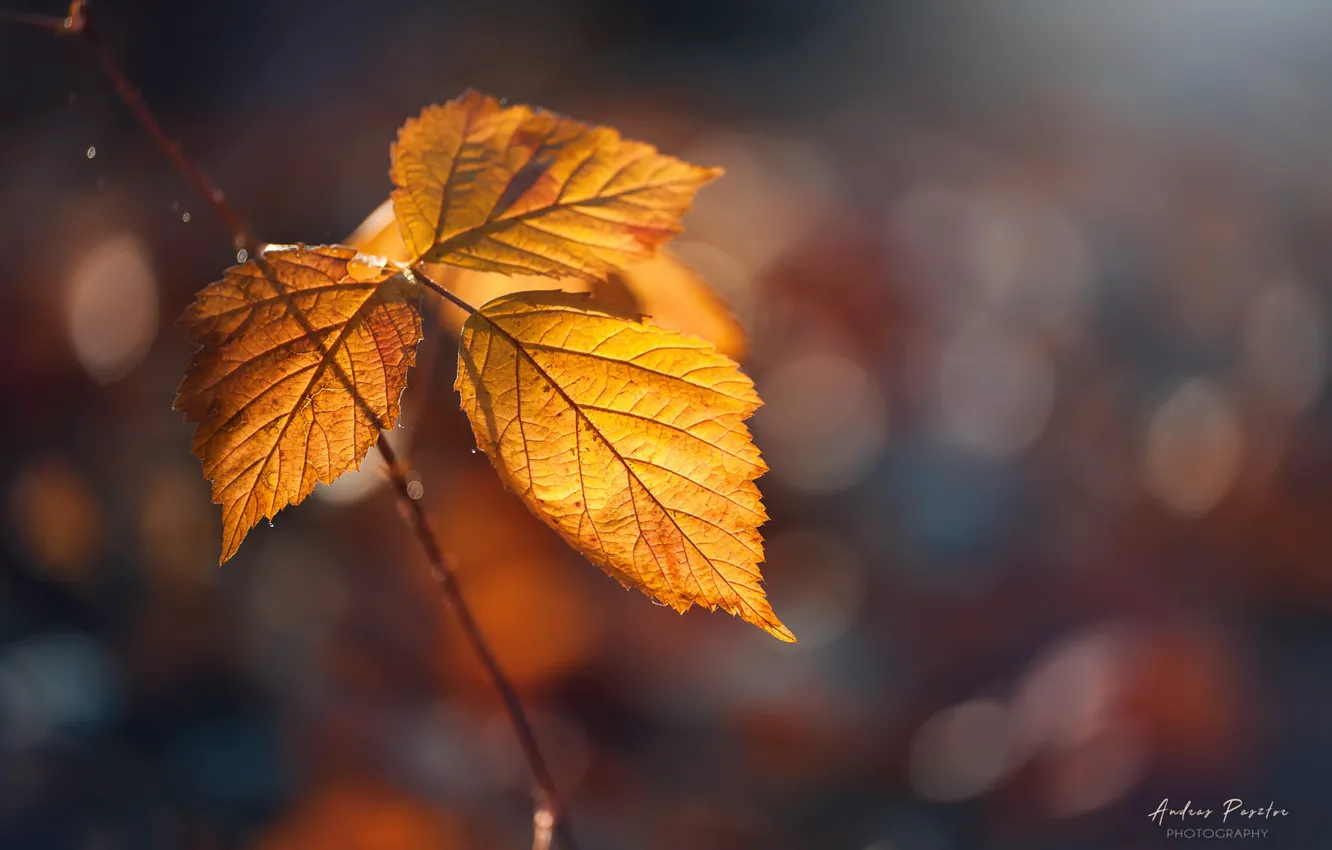 Фото обои осень, листья, боке, Andrаs Pаsztor
