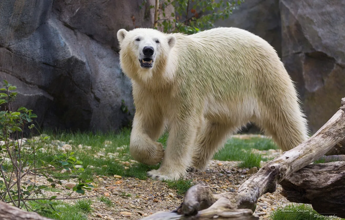 Фото обои хищник, белый медведь, зоопарк, полярный медведь