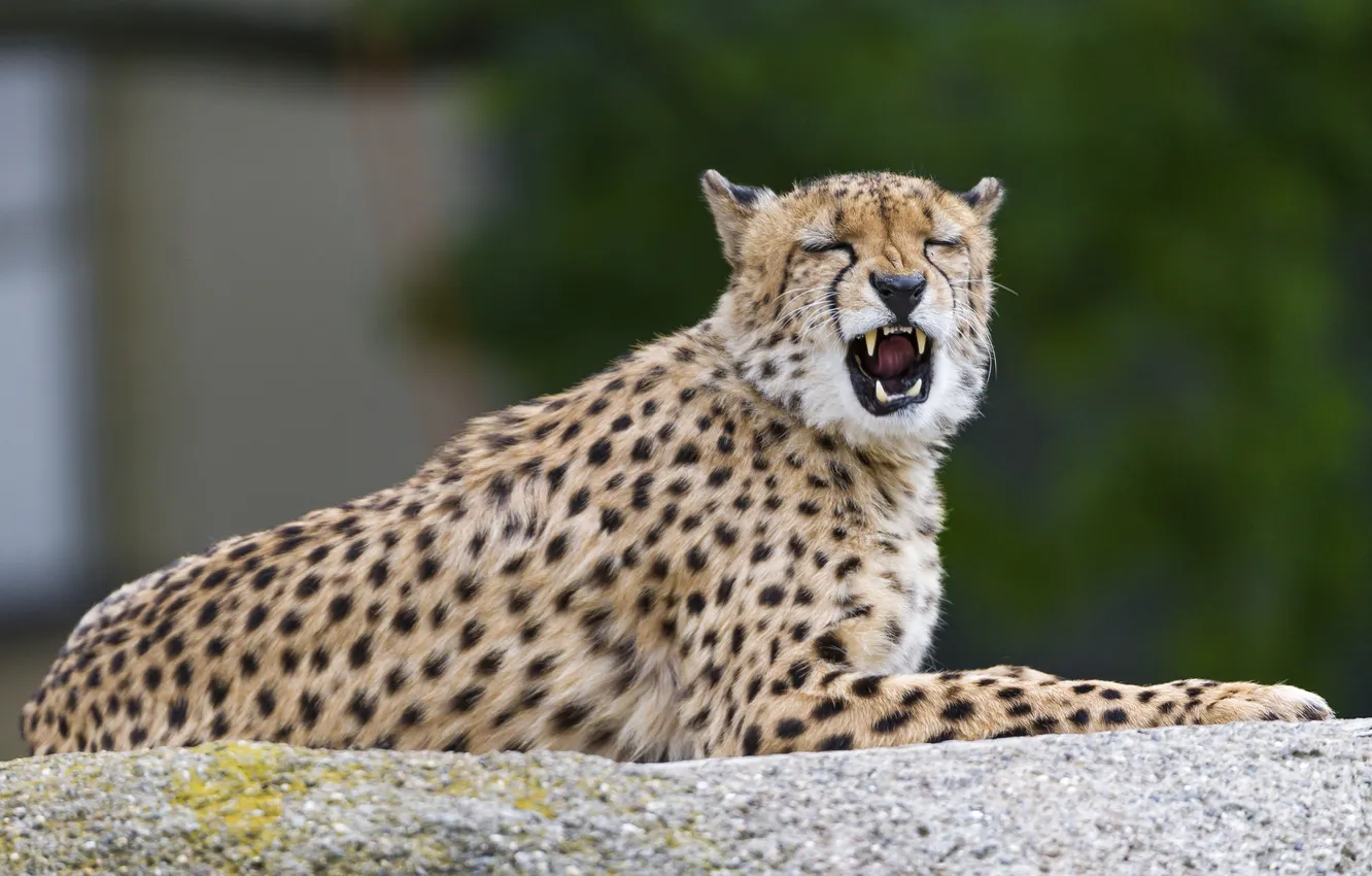 Фото обои кошка, камень, пасть, гепард, ©Tambako The Jaguar
