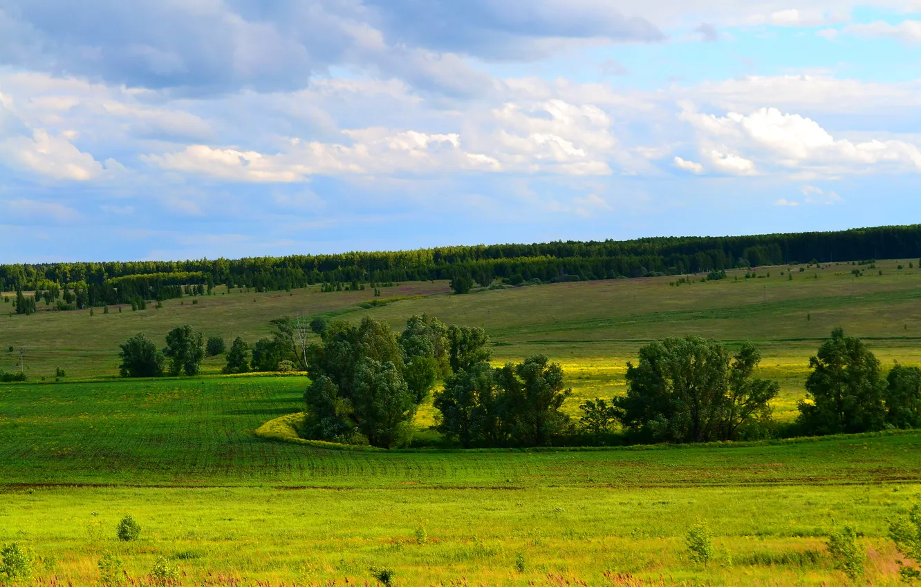 Фото обои лето, трава, облака, деревья, поля, простор, леса