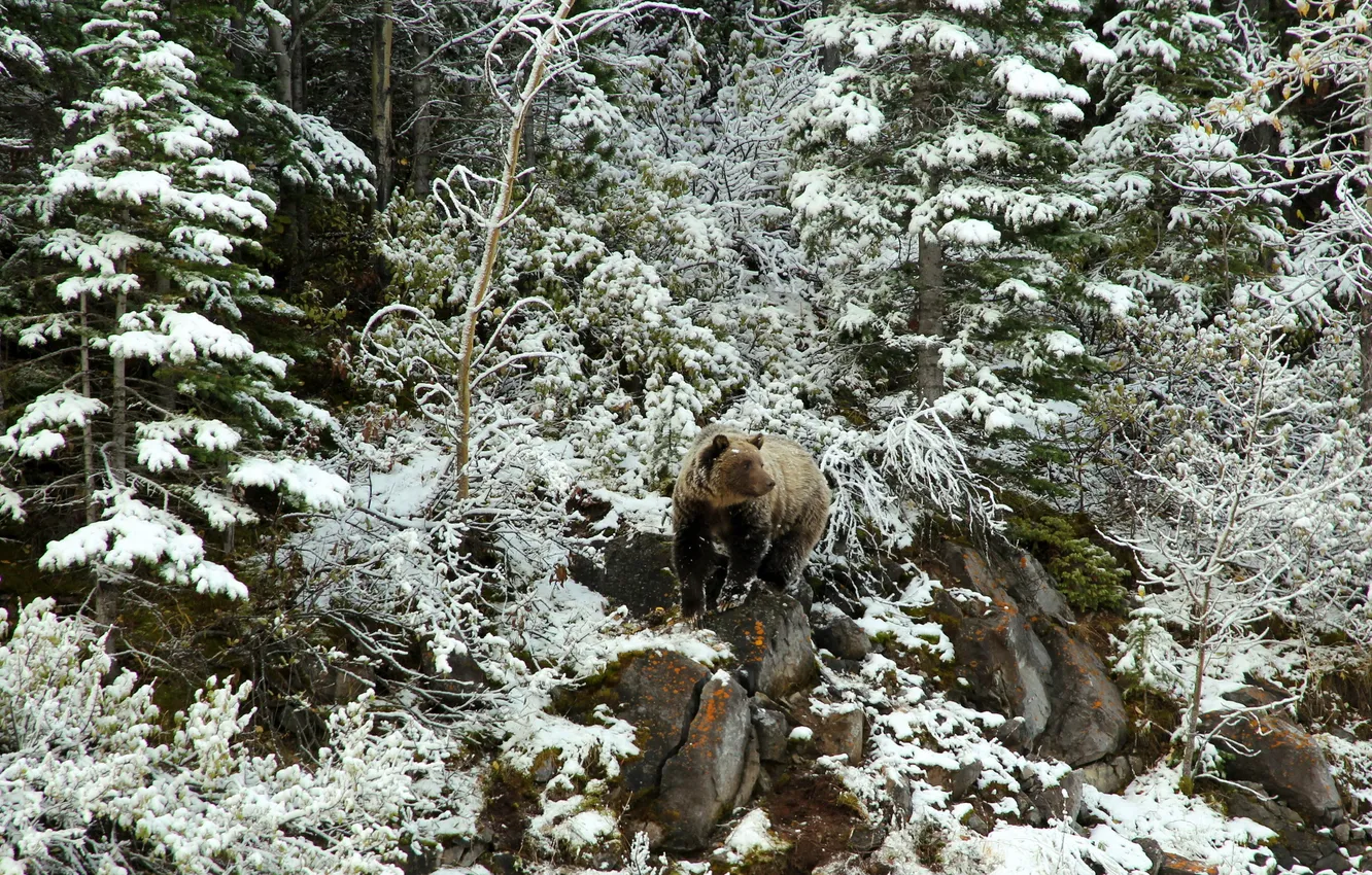 Фото обои снег, природа, медведь